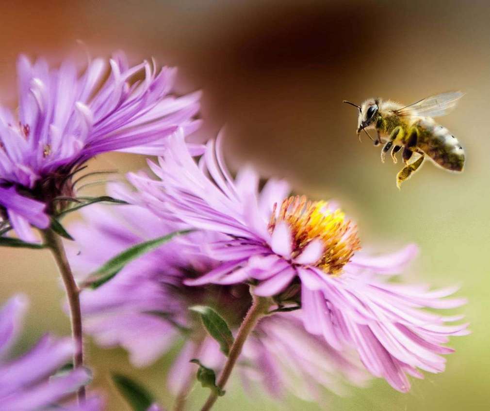 Flower bee